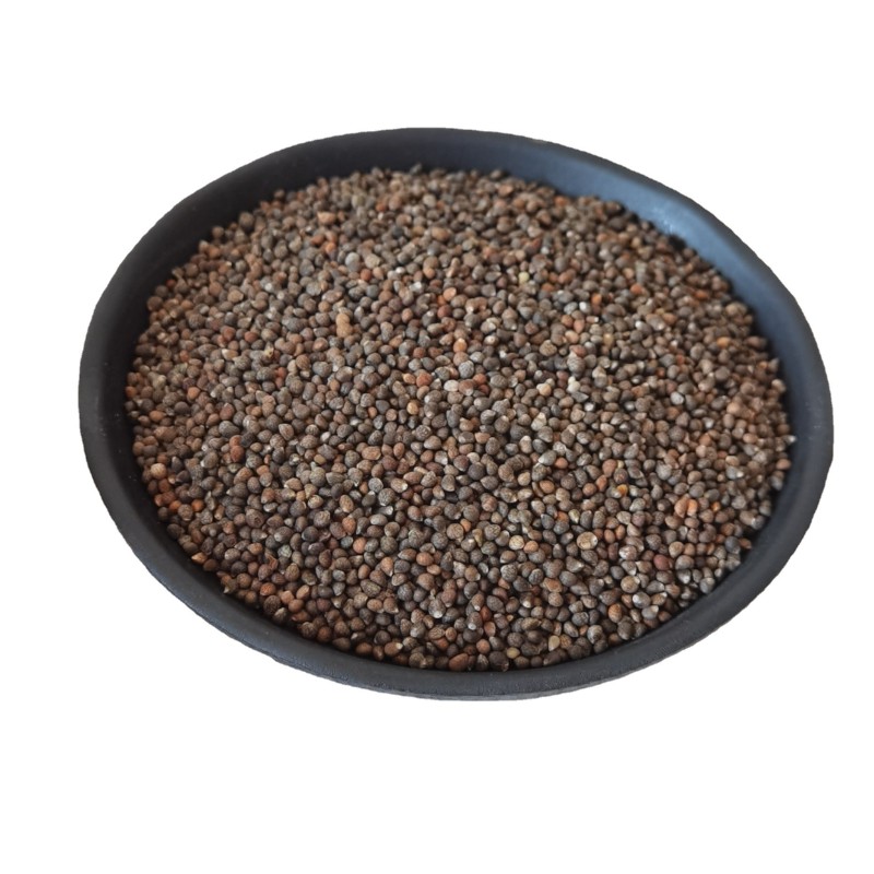 Perilla Seeds Supplier - Bird Fodder Wholesale