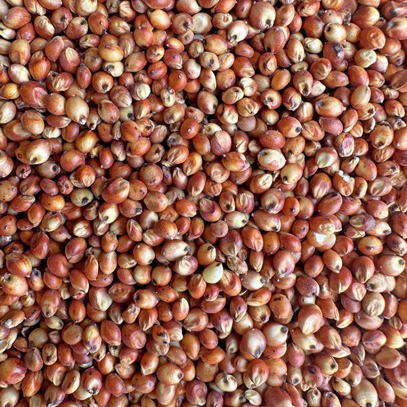 Red Sorghum Supplier - Parrot Food Bird Seed