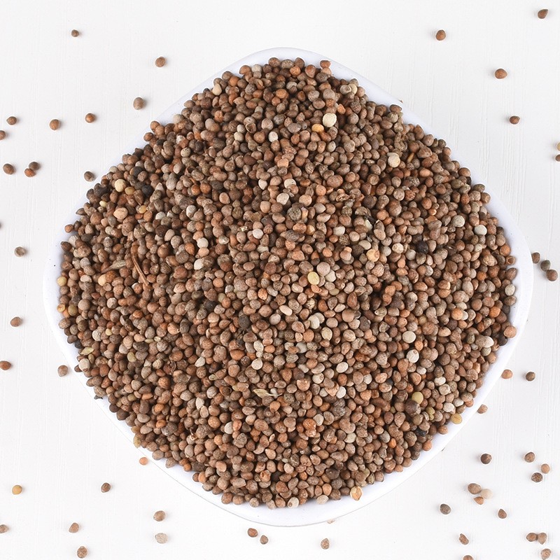 Perilla Seeds Supplier - Bird Fodder Wholesale