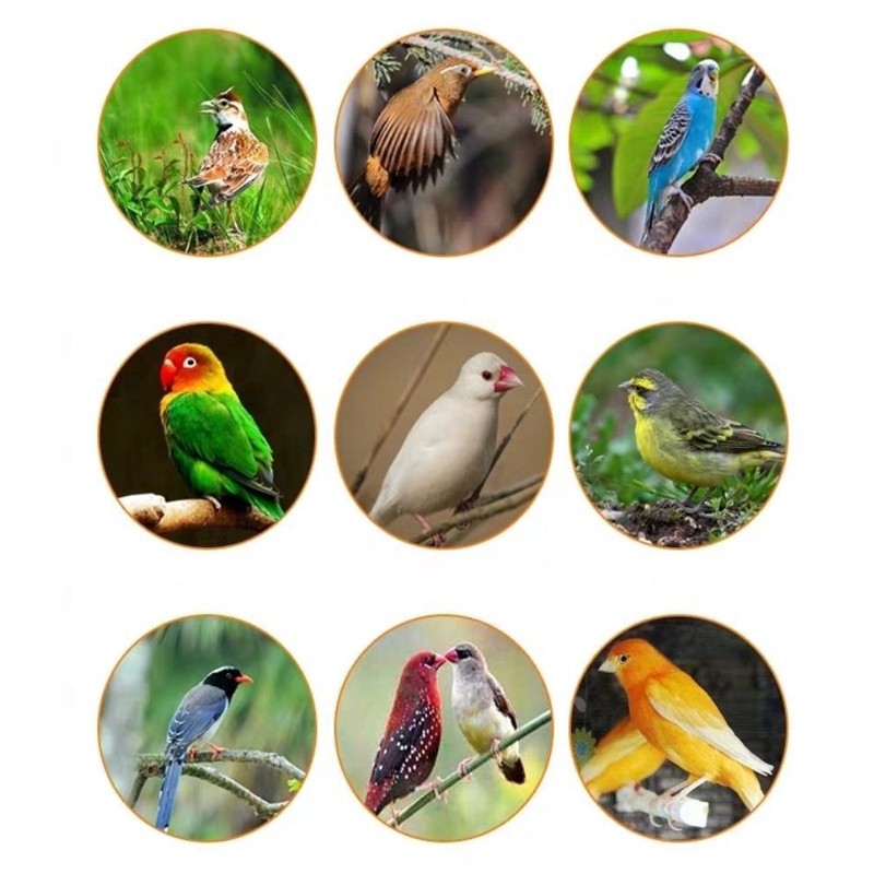 Poultry Feed Supplier - Bird Fodder Agriculture