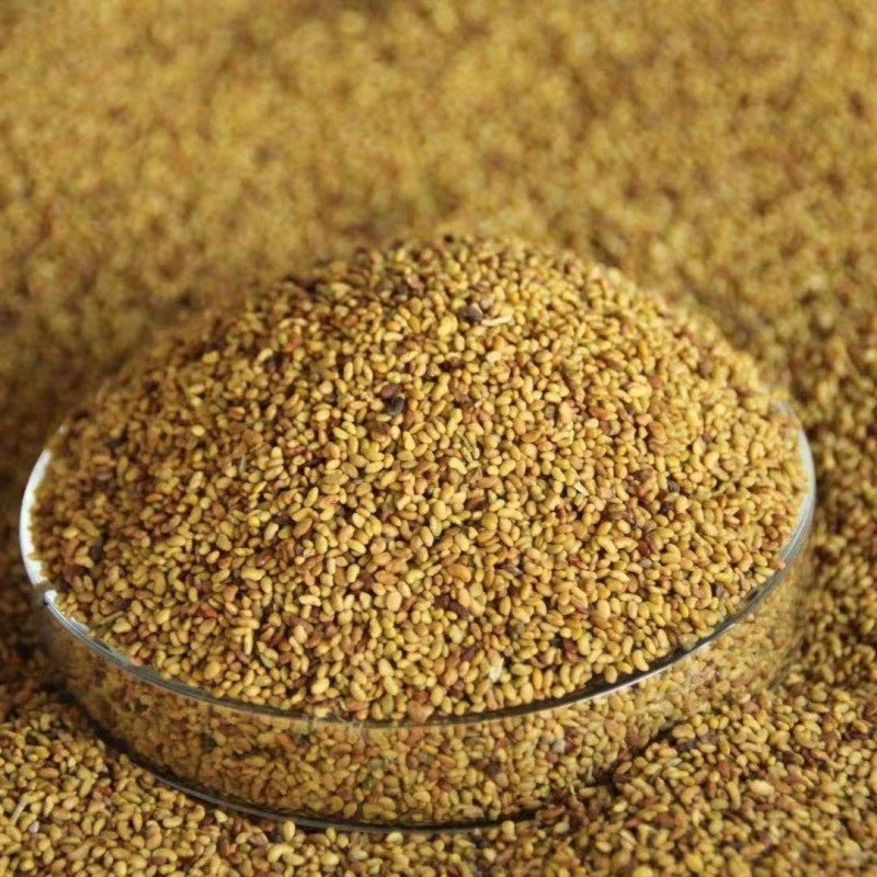 Alfalfa Seeds Supplier - Bird Food Grain Bulk