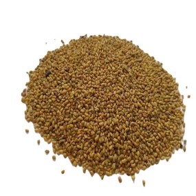 Alfalfa Seeds Supplier - Bird Food Grain Bulk