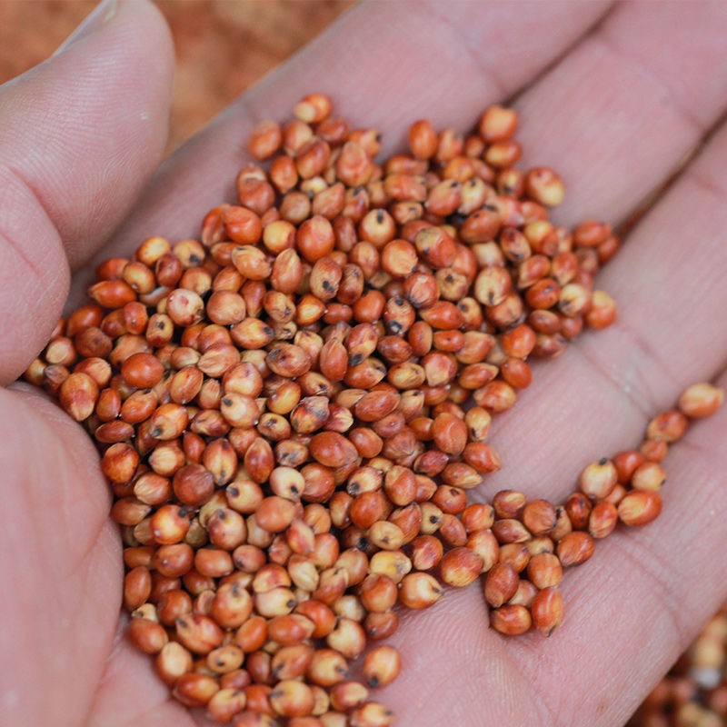 Red Sorghum Supplier - Parrot Food Bird Seed