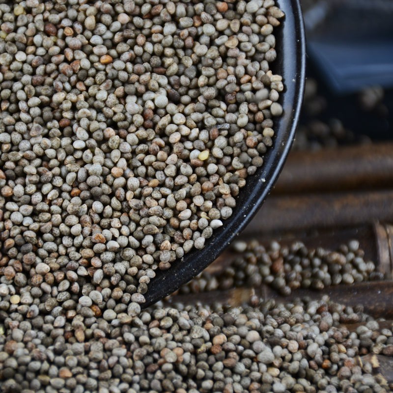 Perilla Seeds Manufacturer - Organic Fruit Bulk