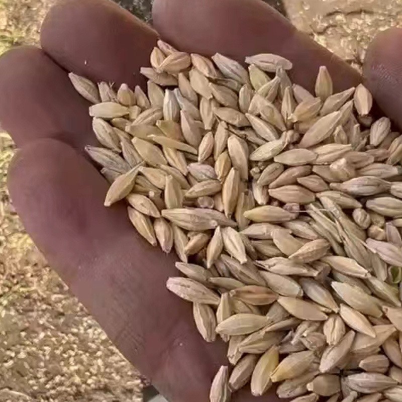 Barley Feed Manufacturer - Malt Grain Poultry