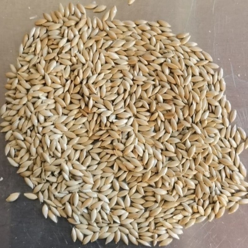 Canary Seed Manufacturer - Pet Food Bird Feed Kernel