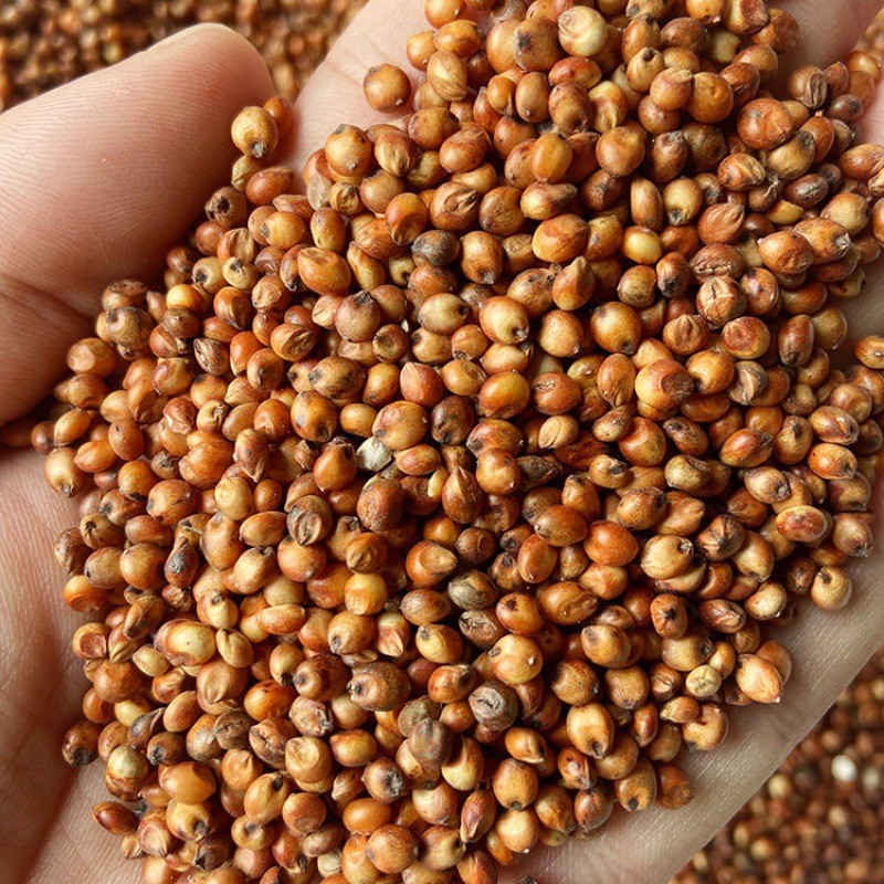 Red Sorghum Supplier - Parrot Food Bird Seed