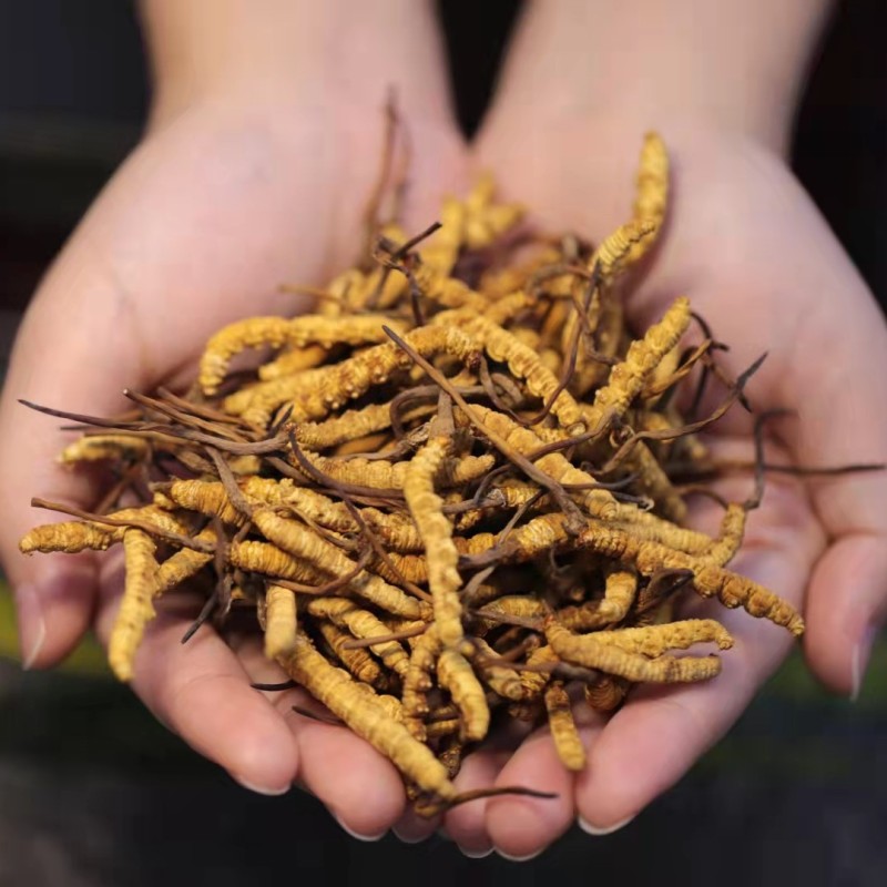 Cordyceps Manufacturer - Tibetan Herb Dried