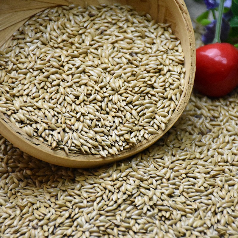 Canary Seed Manufacturer - Pet Food Bird Feed Kernel