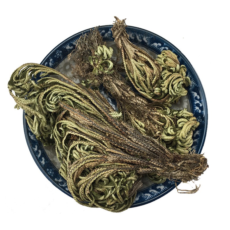 Jericho Flower Supplier - Selaginella Herb Dried