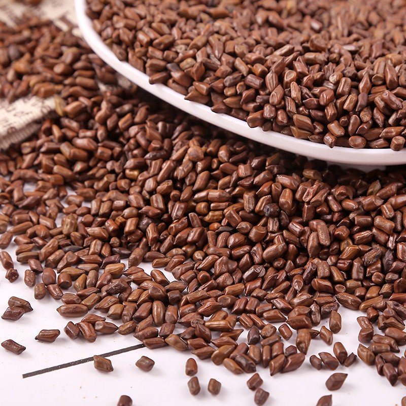 Cassia Seed Factory - Jue Ming Zi Extract