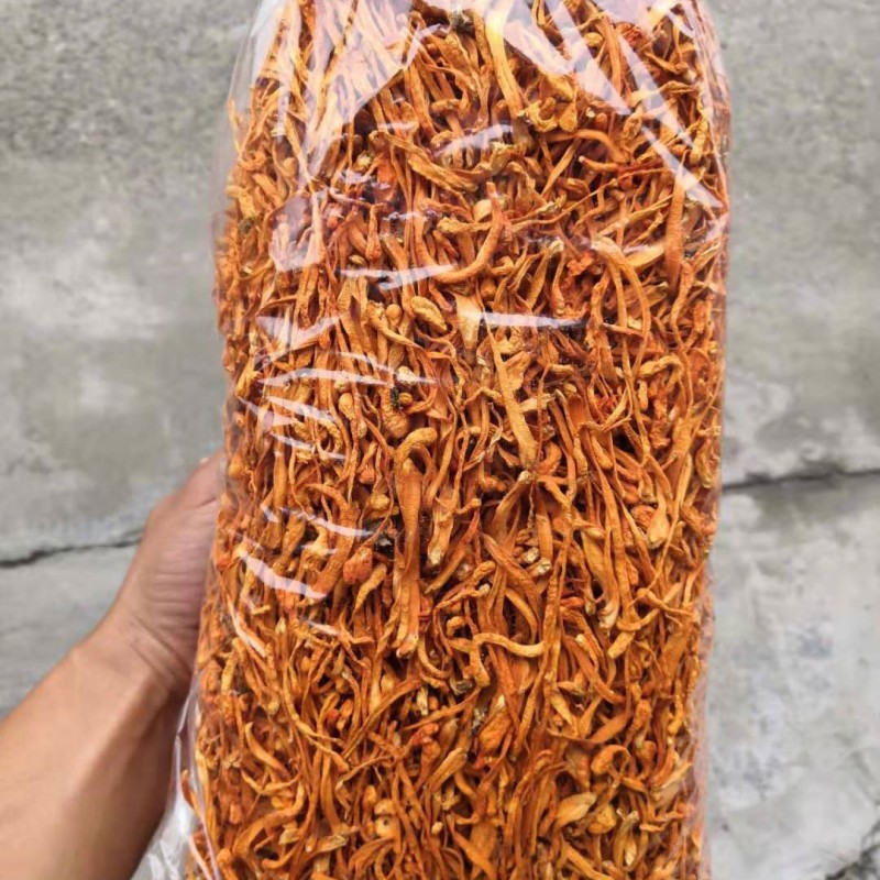Cordyceps Militaris Factory - Big Spore Head