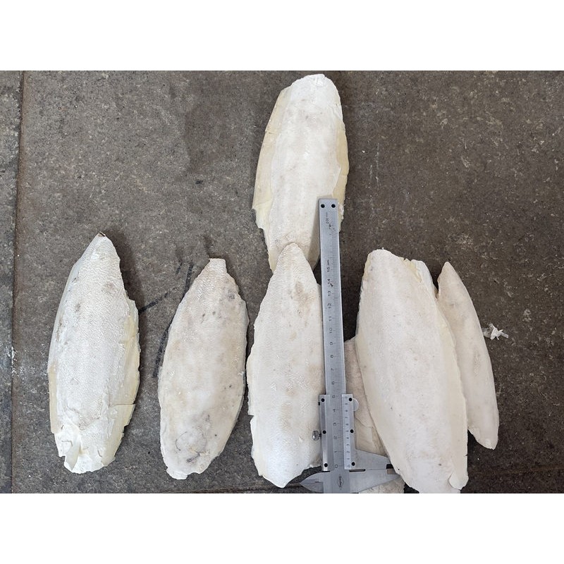 Cuttlefish Bone Supplier - Hai Piao Xiao Dried