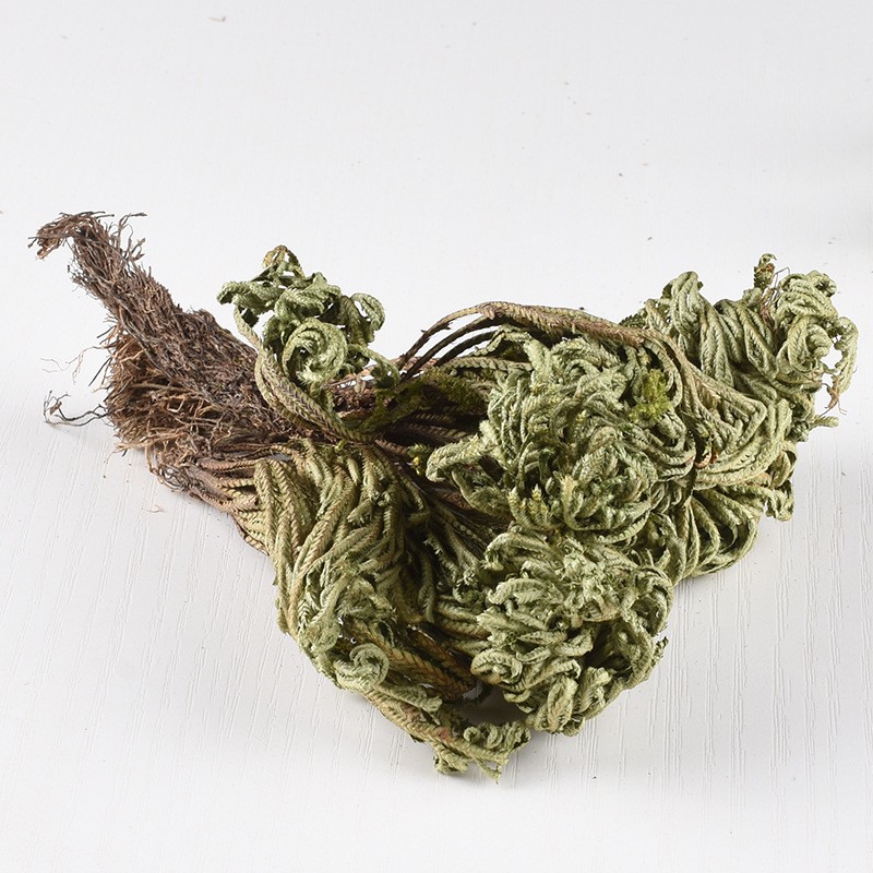 Jericho Flower Supplier - Selaginella Herb Dried