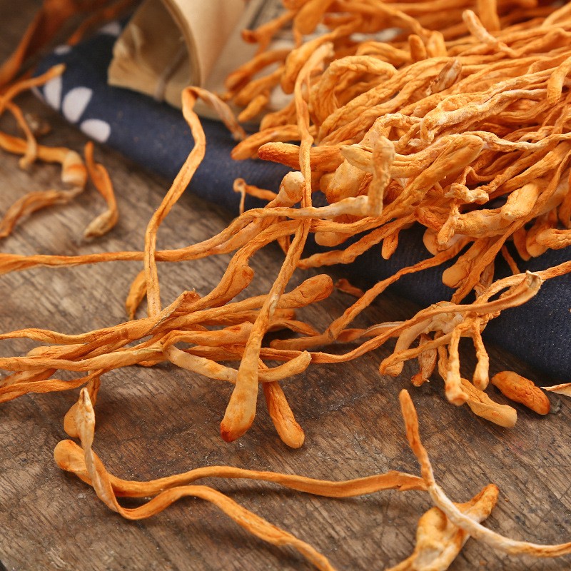 Cordyceps Militaris Factory - Big Spore Head