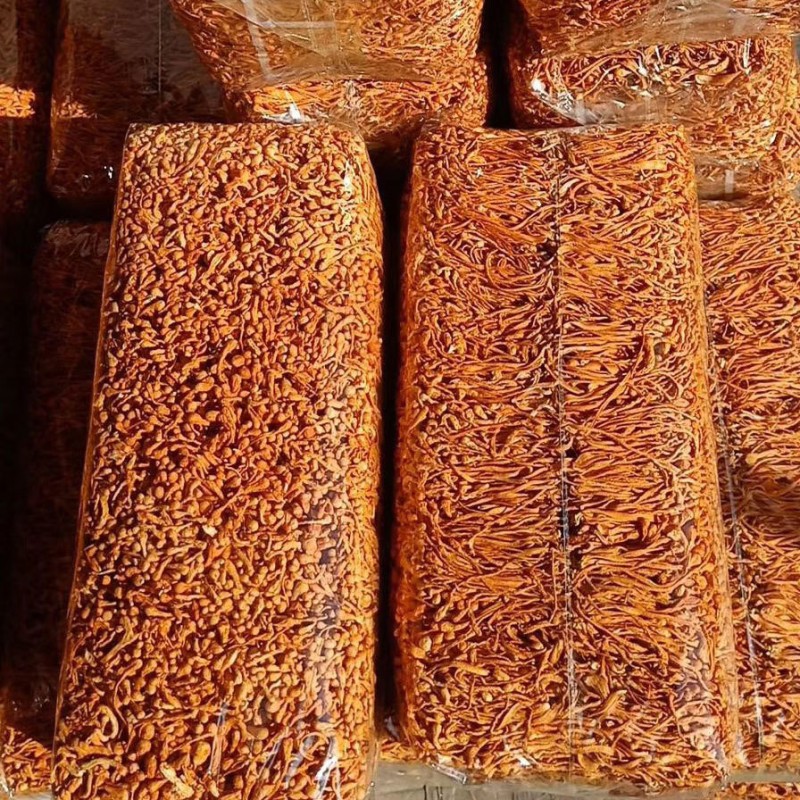 Cordyceps Militaris Factory - Big Spore Head