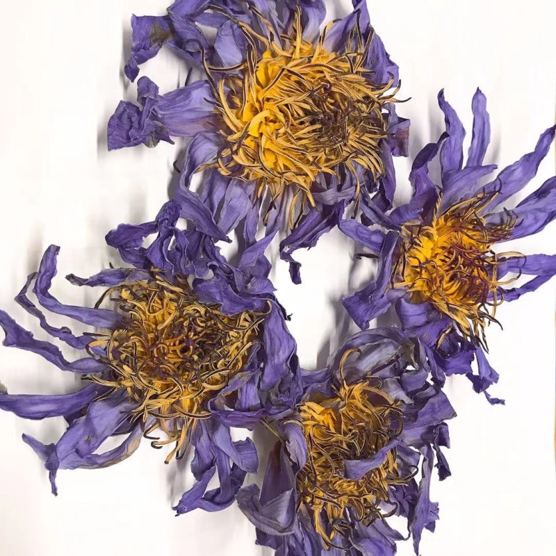 Blue Lotus Flower Supplier - Thailand Pure Dried