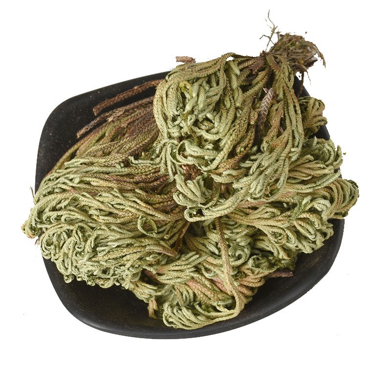 Jericho Flower Supplier - Selaginella Herb Dried