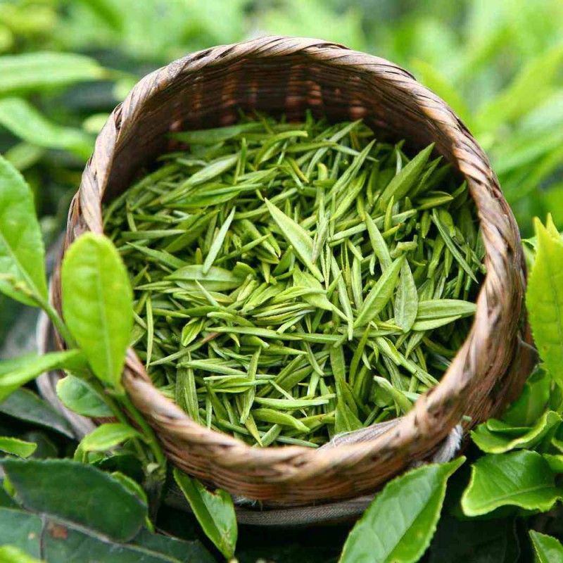 Chinese Green Tea Manufacturer - Moroccan Tea Powder