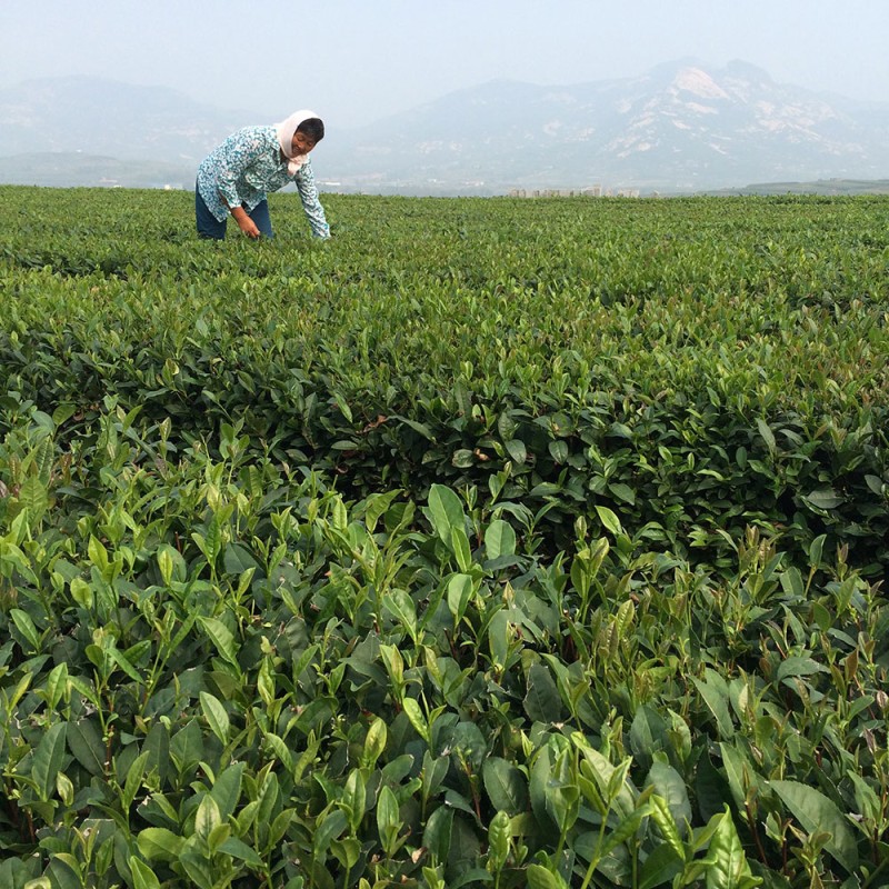 Matcha Green Tea Manufacturer - Wholesale Decaf Healthiest