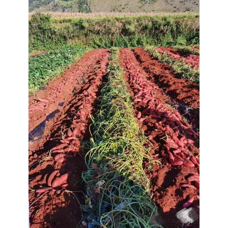 Sweet Potato Vermicelli Supplier - Organic Handmade Wholesale