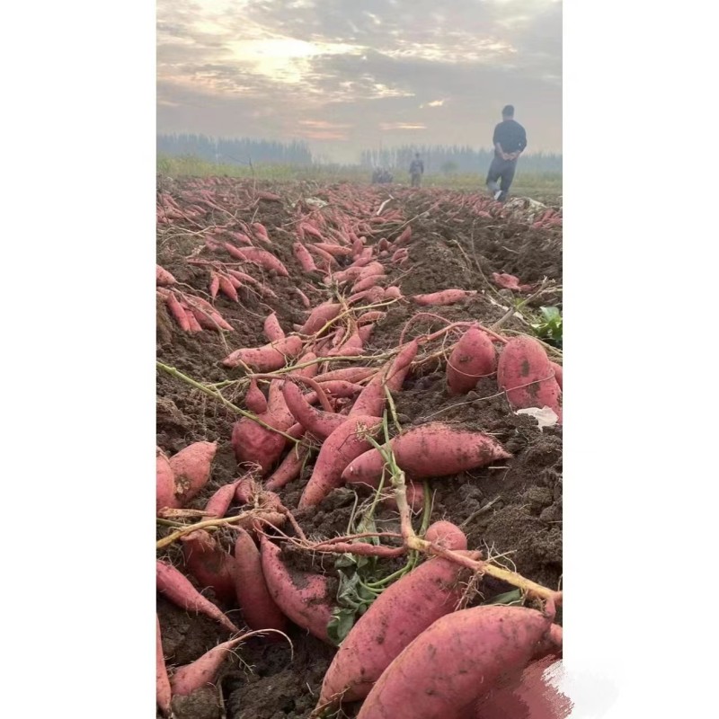 Instant Sweet Potato Vermicelli Supplier - 2023 Hot Selling