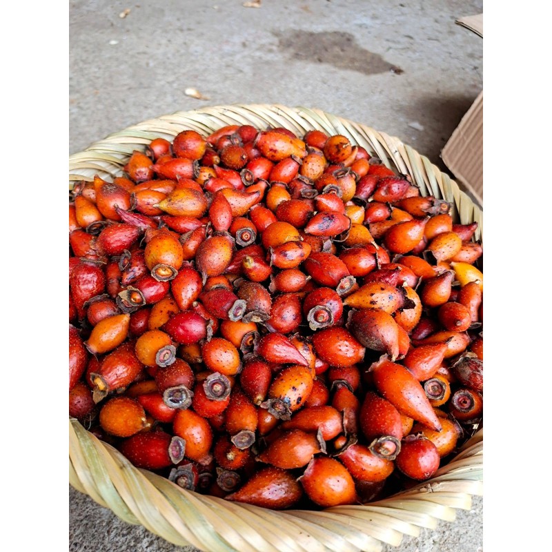 Cherokee Rose Herb Factory - Wholesale Dried Fructus