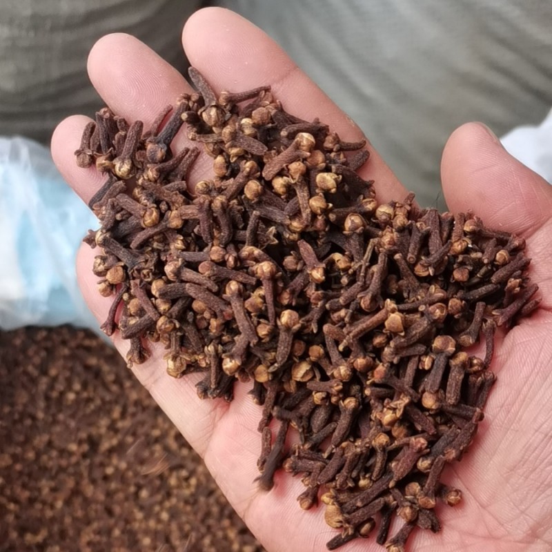 Dry Clove Supplier - Medical Herbs Single Spice