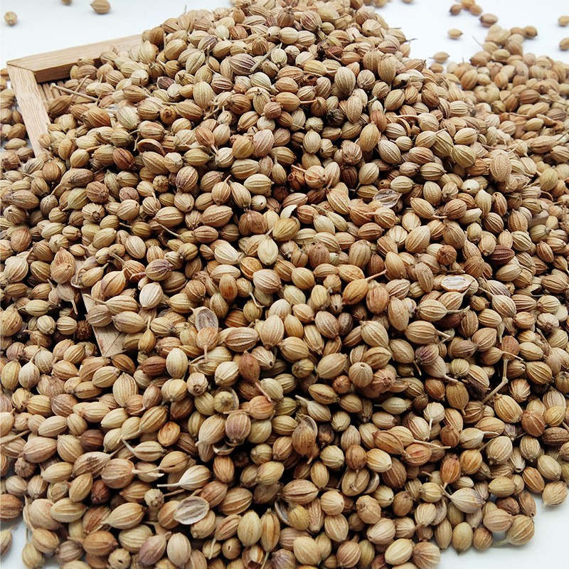 Cilantro Seeds Manufacturer - Wholesale Natural Spice