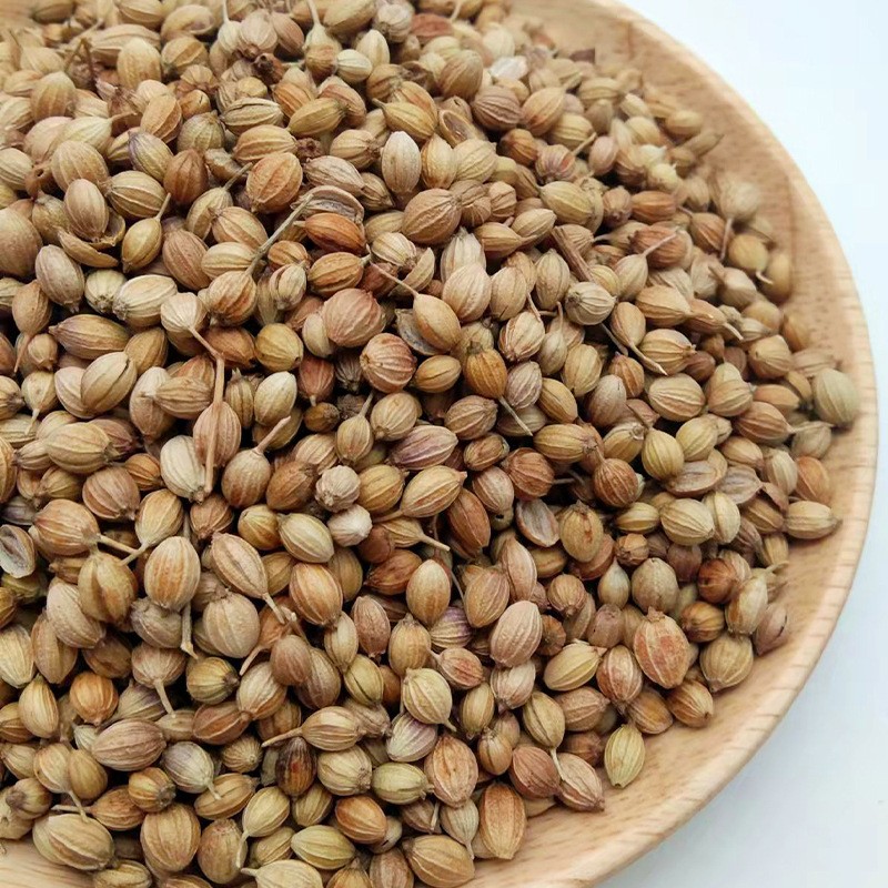 Cilantro Seeds Manufacturer - Wholesale Natural Spice