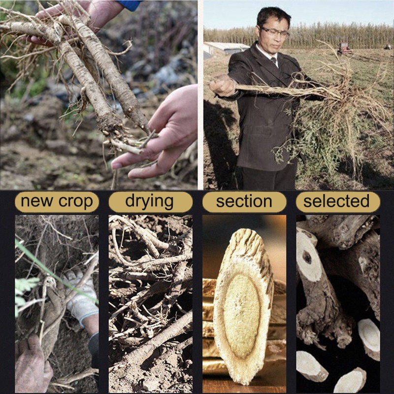 Astragalus Root Slice Factory - Herbal Medicine Natural