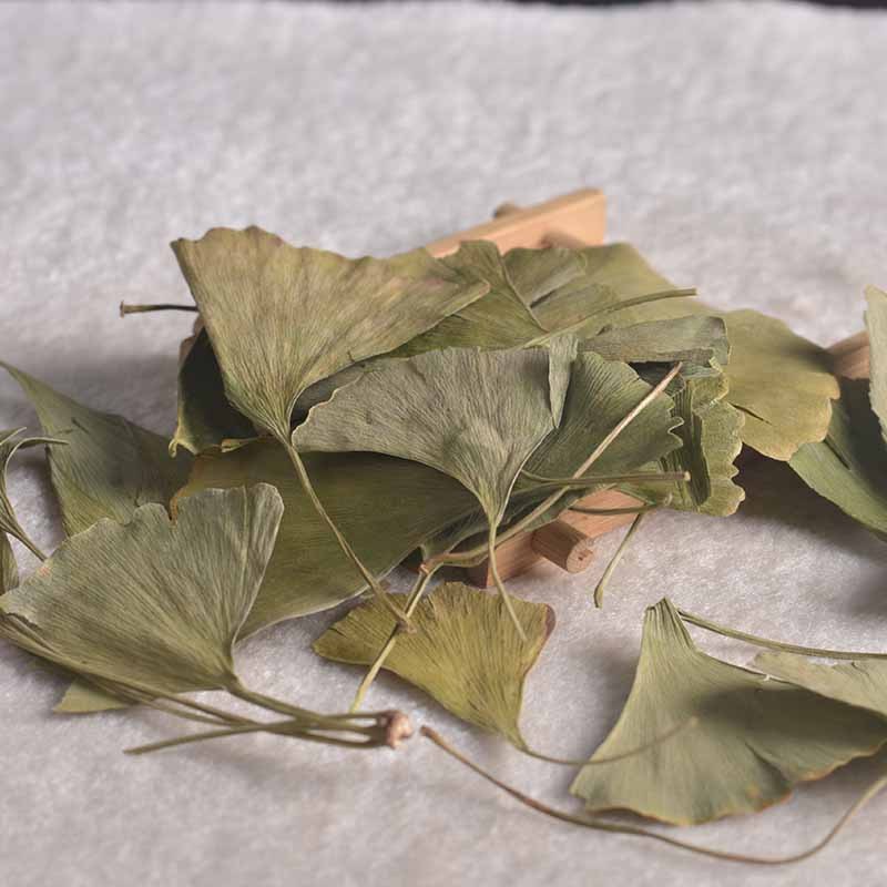 Ginkgo Leaves Supplier - Bulk Chinese Herbs