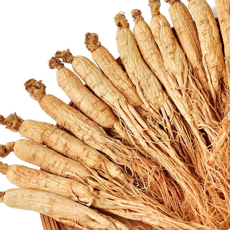 Ginseng Root Manufacturer - Natural Wild Panax