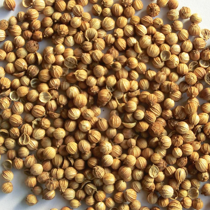 Coriander Seeds Manufacturer - Organic Spices Seasoning