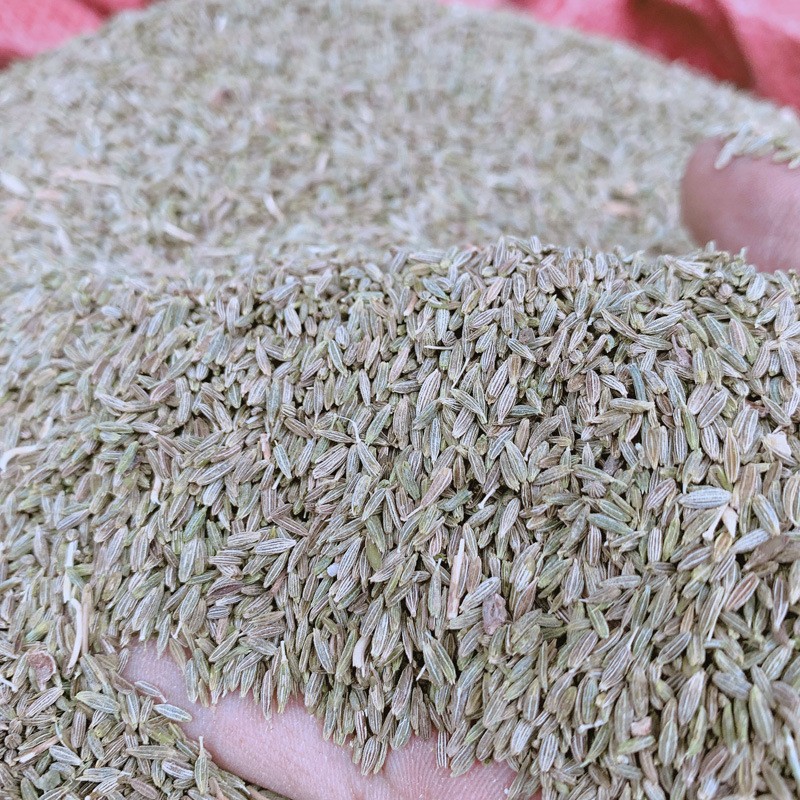 Dried Cumin Seeds Supplier - New Crop Organic