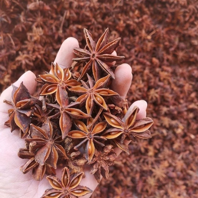 Whole Star Anise Factory - Natural Brown Spice