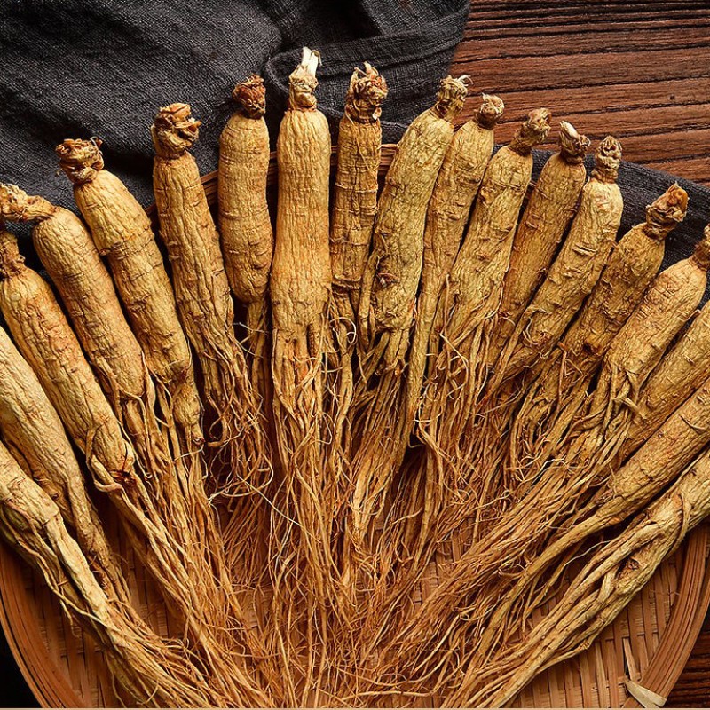 Ginseng Root Manufacturer - Natural Wild Panax