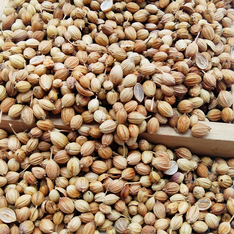 Cilantro Seeds Manufacturer - Wholesale Natural Spice