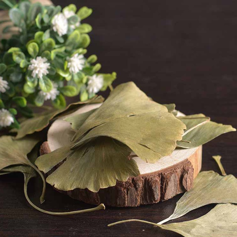 Ginkgo Leaf Manufacturer - Wholesale Natural Herbs