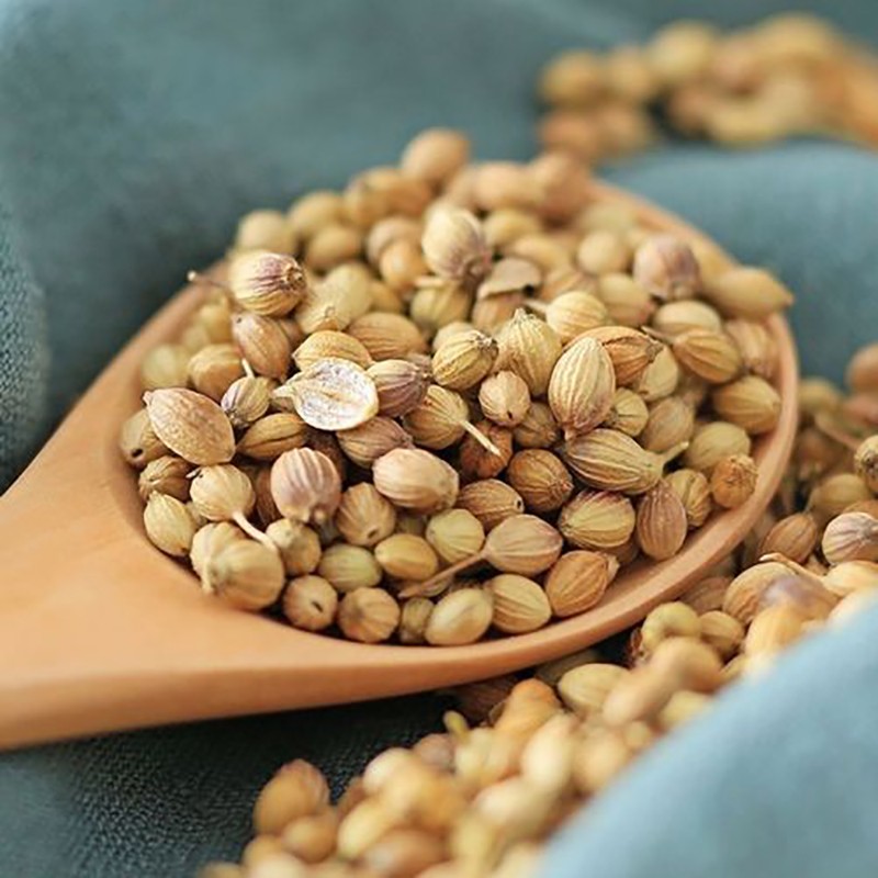 Coriander Seed Supplier - Factory Price Spice