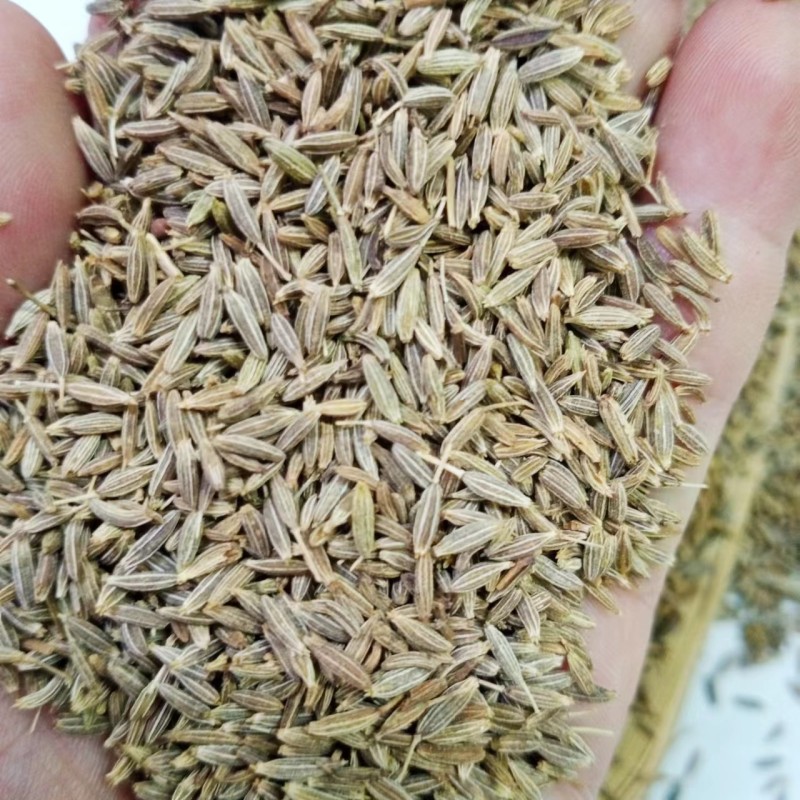 Cumin Seeds Factory - China Suppliers Organic