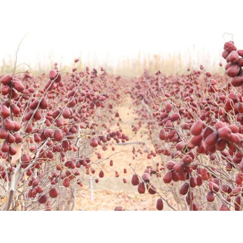 Red Dates Manufacturer - Organic Jujube Healthy