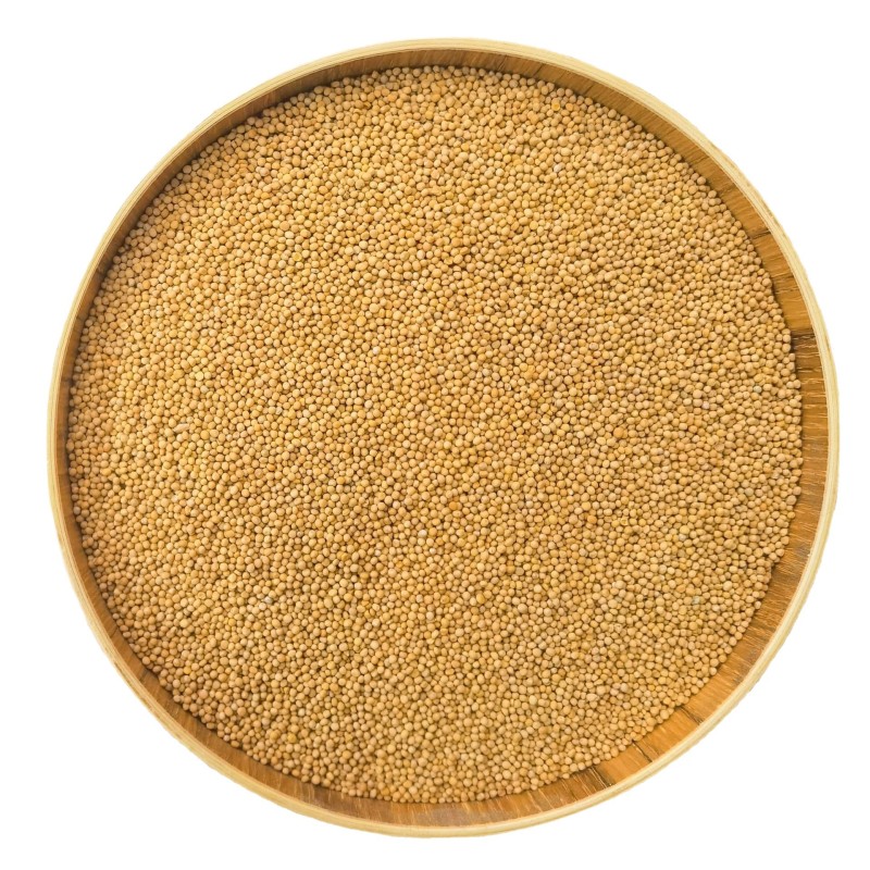 Yellow Mustard Seeds Factory - Single Spices Seasoning