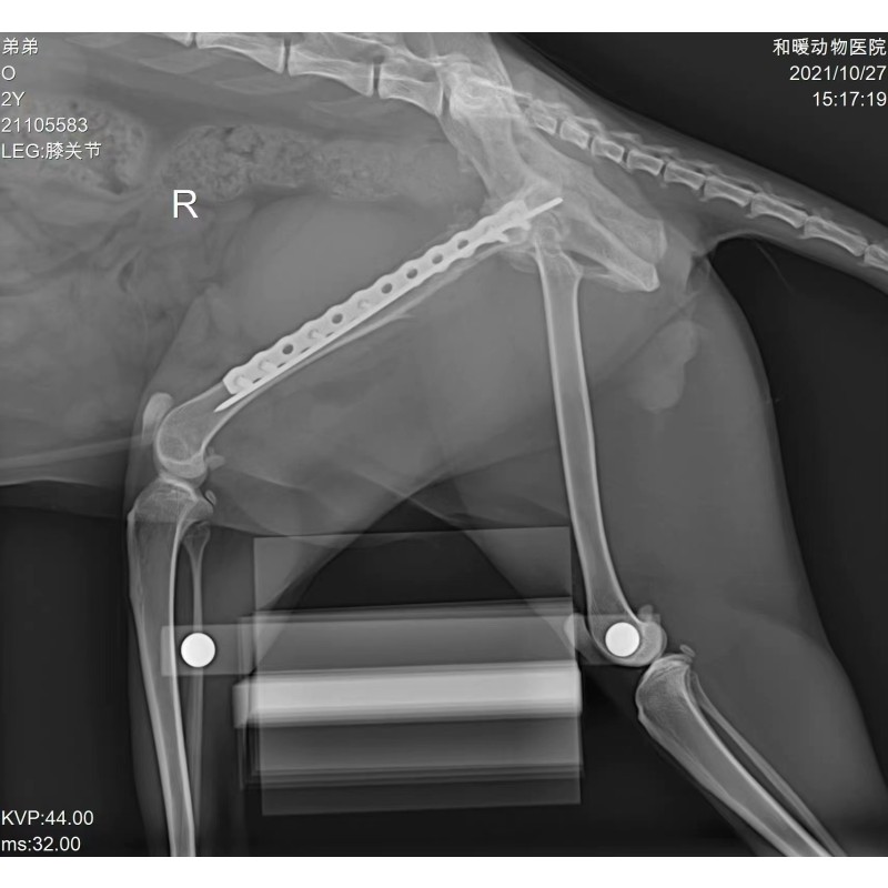 Veterinary DR Machine Supplier - 5Kw High Frequency X-Ray
