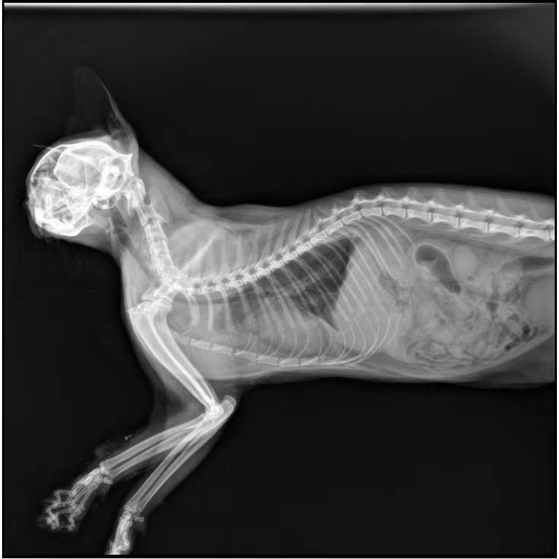 Portable X-ray Machine Factory - Digital 5KW Veterinary