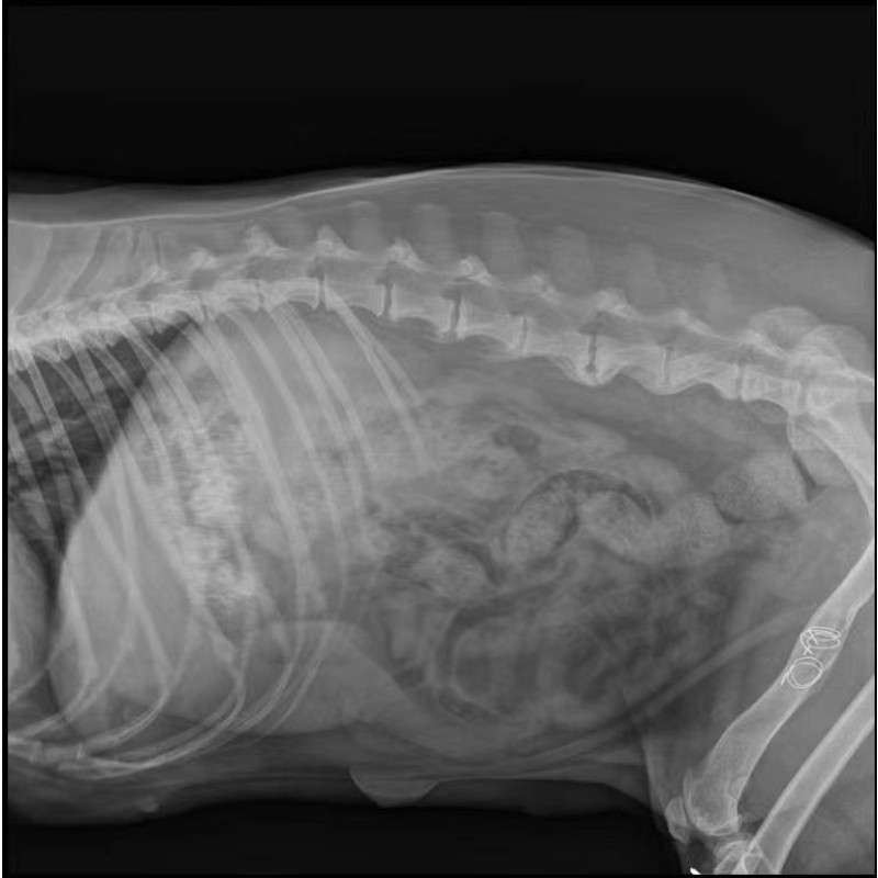 Veterinary DR Machine Supplier - 5Kw High Frequency X-Ray