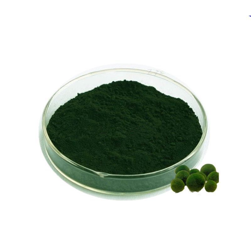 Chlorella Powder Supplier - 100% Pure Organic