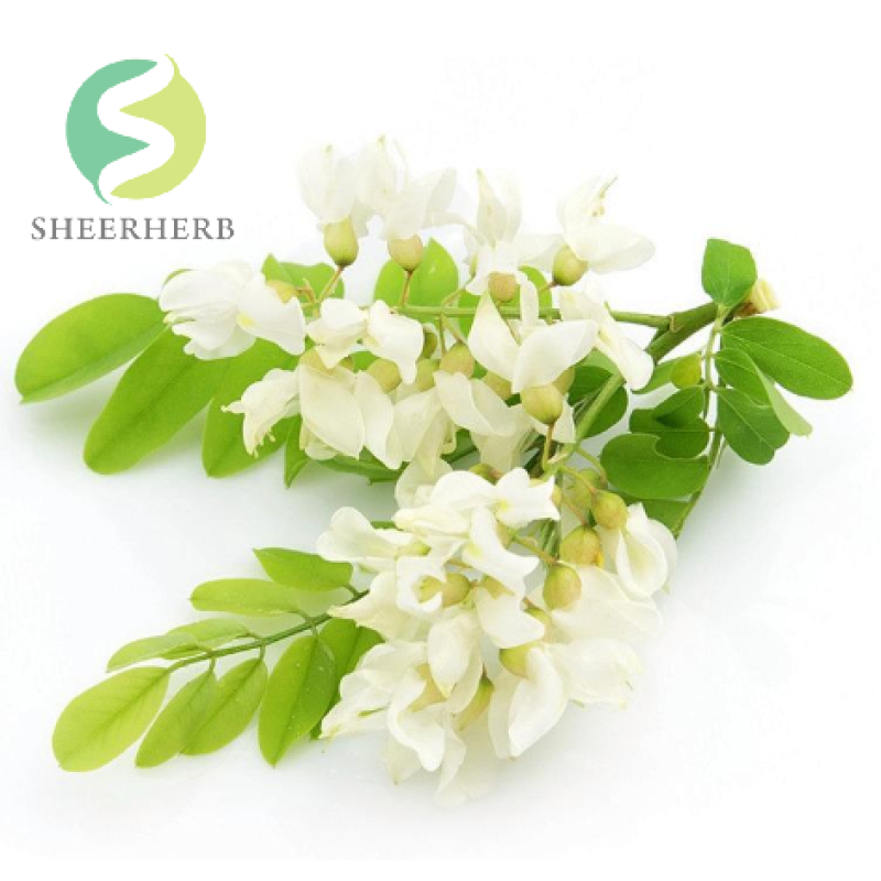 Quercetin Extract Supplier - 98% Sophora Japonica