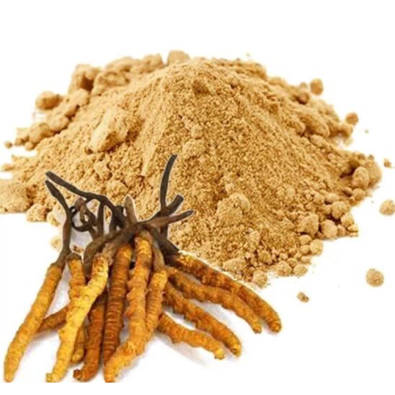 Cordyceps Sinensis Capsule Supplier - Healthy Organic Extract