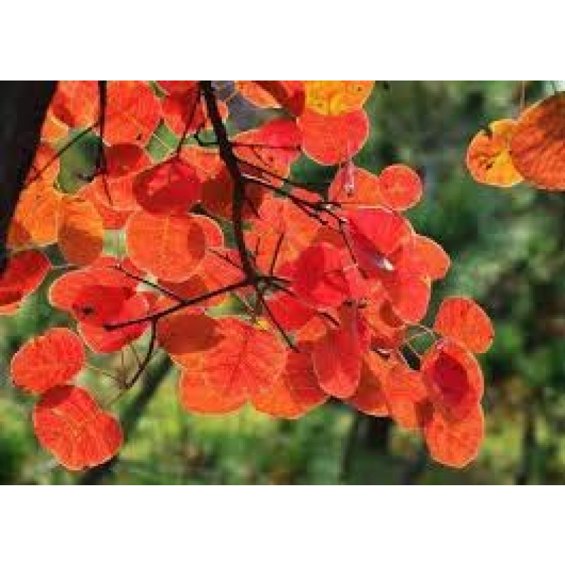 Liposomal Fisetin Supplier - New Technology Natural